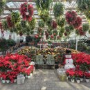 공주깃털 | 아기랑 겨울 실내 가볼만한 곳, 가평베고니아새정원에 다녀온 후기🦜