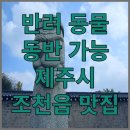 카카오 이미지