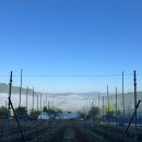 용구니아지트 이미지