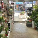 플로라디자인하우스 네이버블로그