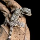 초록도마뱀 이미지