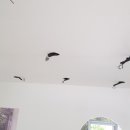 뚜뚜애견 네이버블로그