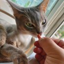 헬씨랩 | [내돈내산] 고양이 간식, 네츄럴랩 헬씨미요 미니져키 치킨&타우린 100g 솔직후기