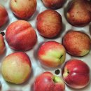 설빙하당점 | 집들이 배달음식 조합= 엽떡+명랑핫도그+교촌허니콤보+설빙 메론빙수/신비복숭아 후숙 보관,후기
