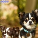 다사랑만찬 이미지