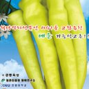이정환농장 | 미인고추