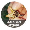 화창슈퍼 이미지