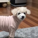 오드투펫 | P들의 부산 여행기2