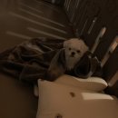 댓츠댕댕스쿨 이미지