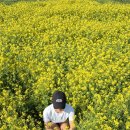 대저생태공원 | 부산 유채꽃 명소 , 대저생태공원 방문 후기