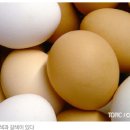 살아있는 단세포 " 달걀 " 이미지