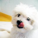 뽀삐뽀삐 이미지