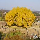 은행나무시장 이미지