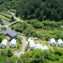 미키애견 이미지