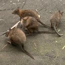 (주)마스포유 | 🇦🇺SYD: 251225🎄