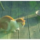 고양이랑놀자 이미지