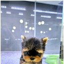 아이러브 독 이미지