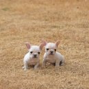 프리미엄 켄넬 이미지