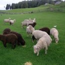 삼천리목장 이미지