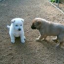 똥강아지 이미지