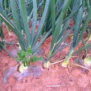 땅끝농장 이미지