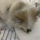 GROOFLUFFY 네이버블로그