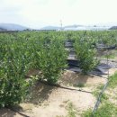 화창농원 이미지