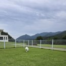 월월애견펜션 이미지