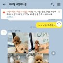 디어댕 이미지