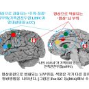 붓다와 뇌과학 11 | 싸띠 수행이 주는 효과 이미지