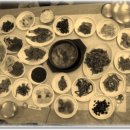 벌교우렁 이미지