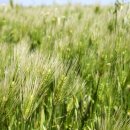 그리운 언덕 이미지