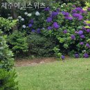 제주에코스위츠 이미지