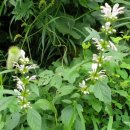 진명허브 이미지