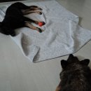 수안이네 이미지