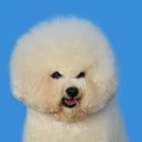 하얀강아지 이미지
