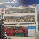 더만족울산병영점 | 울산 병영 쭈꾸미맛집 살아있네 푸짐한 조개전골에 반한 후기