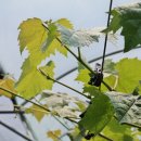 보라농장 이미지