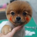 위드퍼피 애견미용실 이미지