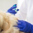 광주24시스카이동물메디컬센터 이미지