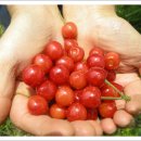 이화농원 이미지