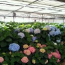 하늘빛농원 이미지