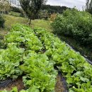 하우스안 정리하고,체리나무 농약살포,땅콩 일부캐기 이미지