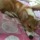 케이지이티에스 태양광발전소 | 웰시코기 바둑이를 입양 하였습니다! [웰시코기 리뷰] [웰시코기 후기]