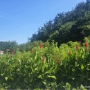 다이노 꽃밭에서 이미지