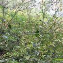 고실농장 이미지