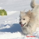 총각 Daum카페
