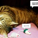 개꿈꾸는 고양이 이미지