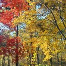 단풍나무 이미지