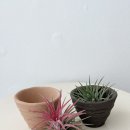 로자리안 이미지